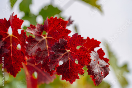 red vine leaves