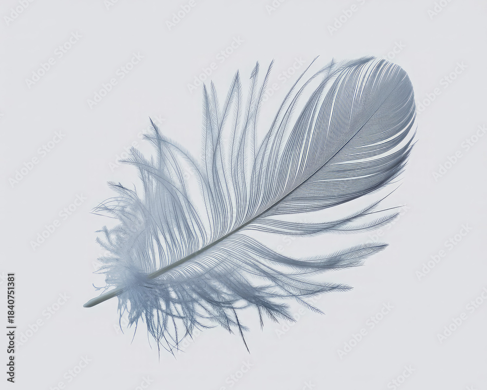 Obraz premium Light Feather Isolated on White Background