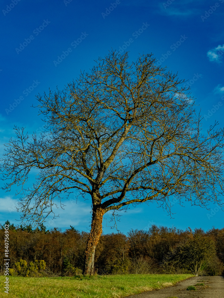 Fototapeta premium Kahler Obstbaum im Winter