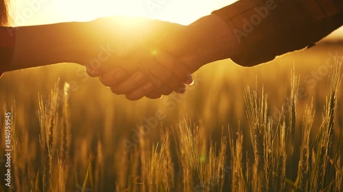 handshake farmers business contract. agriculture business farm concept. handshake business contract of two farmers close-up. handshake workers lifestyle in a field with wheat at sunset