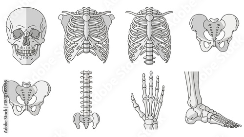 Detailed illustrations of human skeleton parts including skull, ribcage, spine, pelvis, hand, and foot in black and white on a plain background.