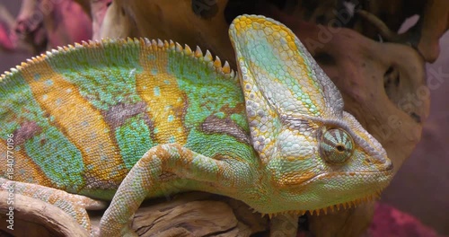 Green and yellow chameleon in terrarium. Chameleons or chamaeleons, family Chamaeleonidae, family of lizards adapted to an arboreal lifestyle. Known for ability to change body color