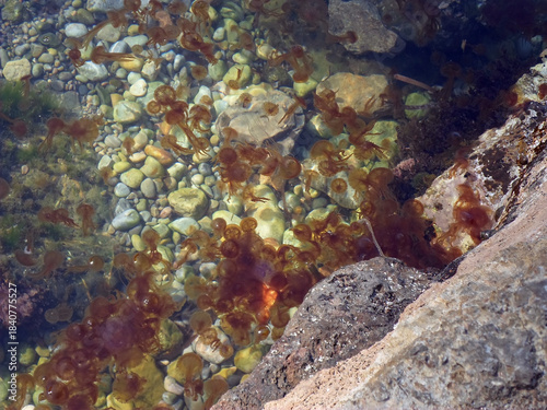 Banco de medusas luminiscentes en playa rocosa de guijarros de Sa Foradada, Deià, Mallorca, Islas Baleares. Ecosistema marino del mar Mediterráneo, agua cristalina, temperatura cálida, zona costera.	