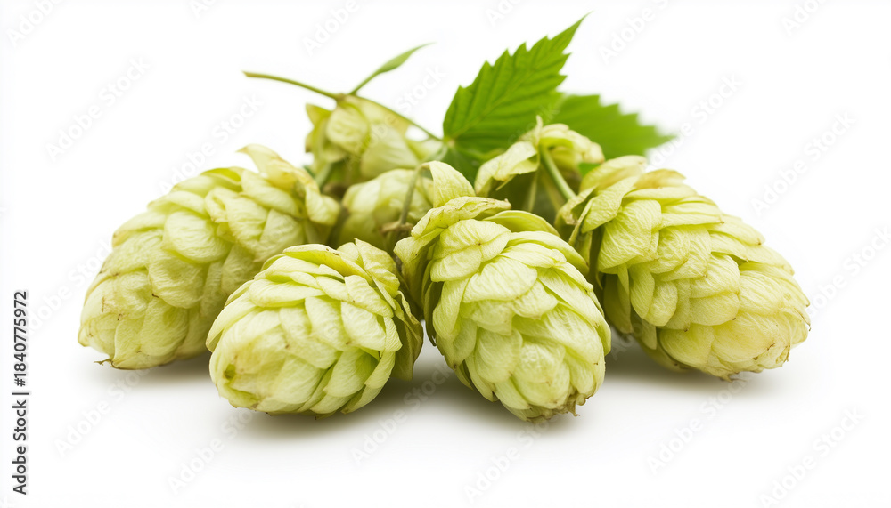 Fototapeta premium Hop cones isolated on white background
