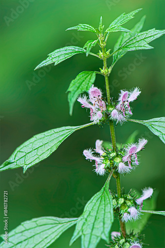 closeup of motherwort