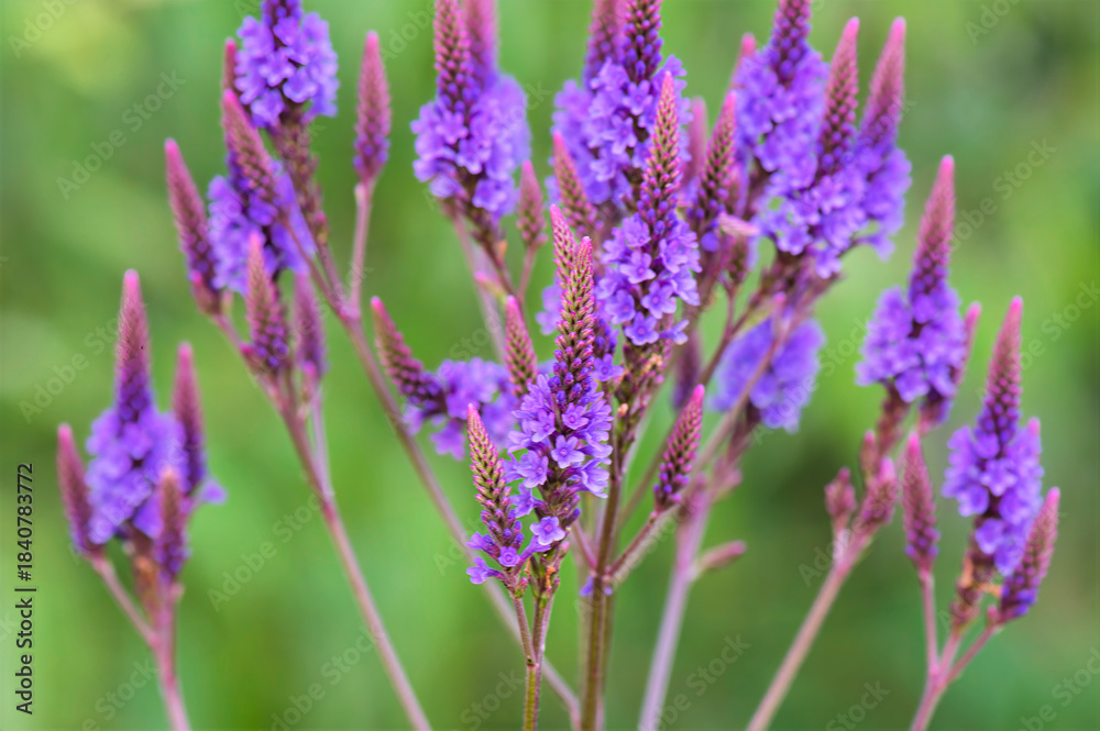 Obraz premium American blue vervain