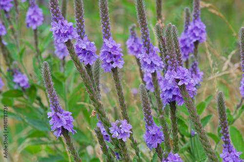 Foto hoary verbena cluster