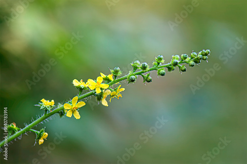 yellow flowers on a green background