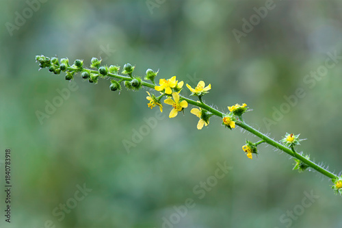 yellow flowers on a green background