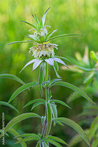 eastern horsemint