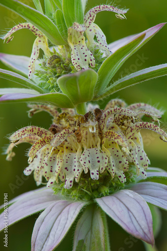 closeup of eastern horsemint