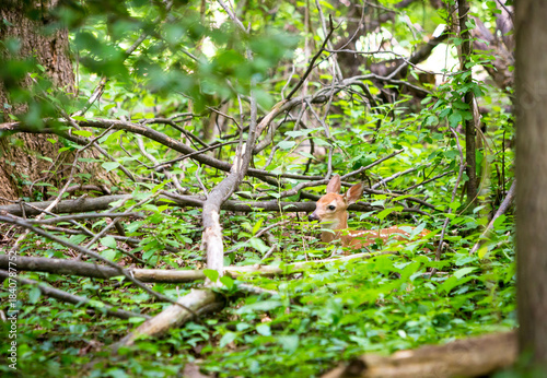 A young White-tailed Deer fawn hiding in the forest