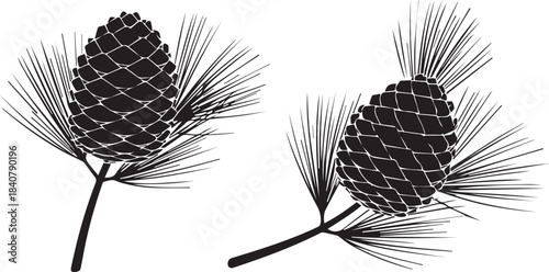 Black and white illustration of two pine cones on branches with needles