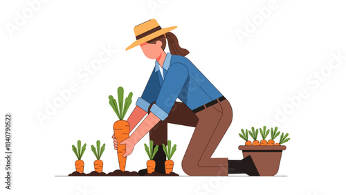 Farmer harvesting carrots from a garden plot