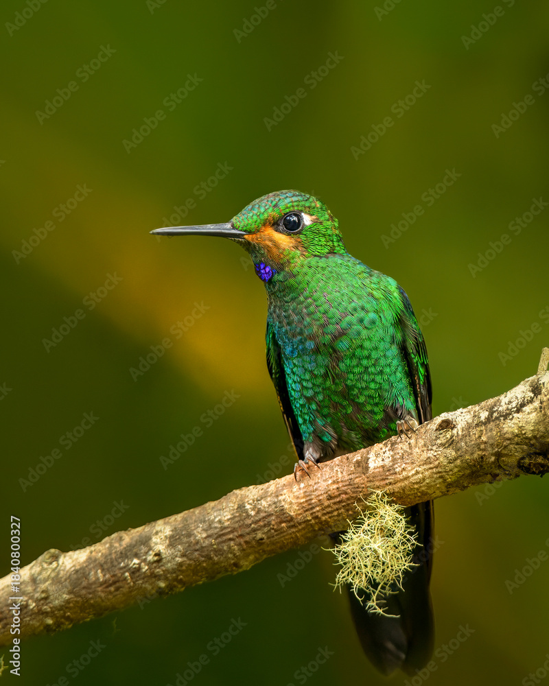 Fototapeta premium Close-up of vibrant green tropical bird on branch