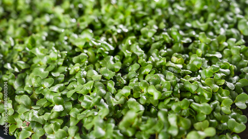 Close up of Green Broccoli Sprouts
