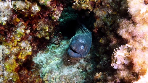 Moray eel in its hole - Undersea wildlife