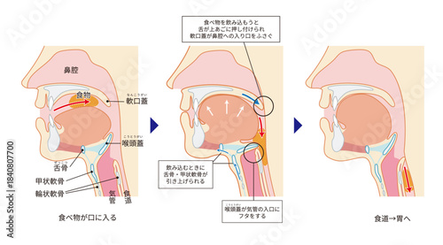 咽頭と喉頭から気管と食道までがわかる人物の横断面図