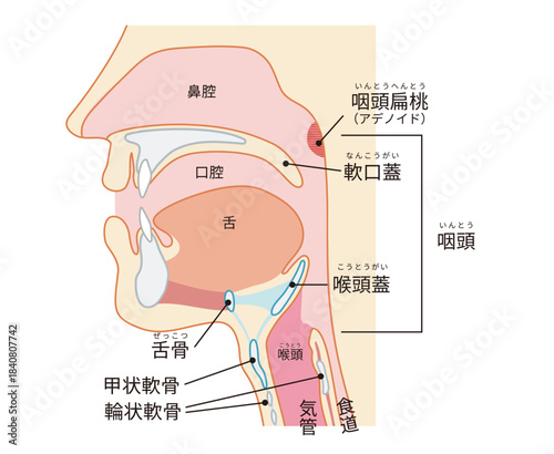 咽頭と喉頭から気管と食道までがわかる人物の横断面図