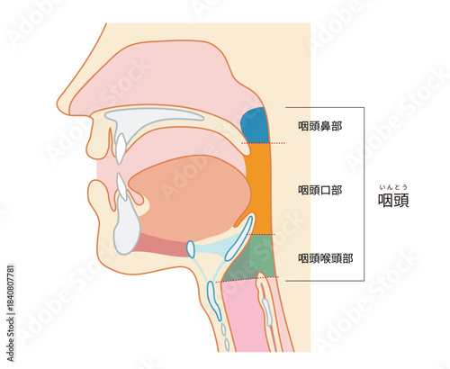 咽頭と喉頭から気管と食道までがわかる人物の横断面図