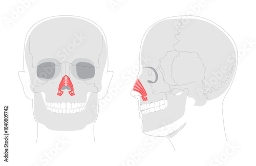 Nasalis transverse alar part - Nasal muscle section compressing nostrils, depicted in detailed chart key in nasal function, medical education, and anatomical study.