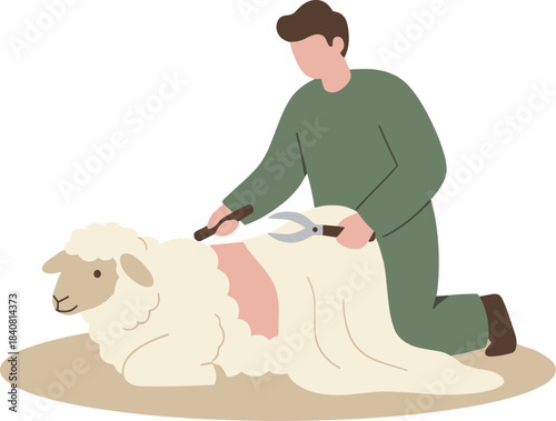 A male farmer carefully shearing wool from a domestic sheep with hand clippers.