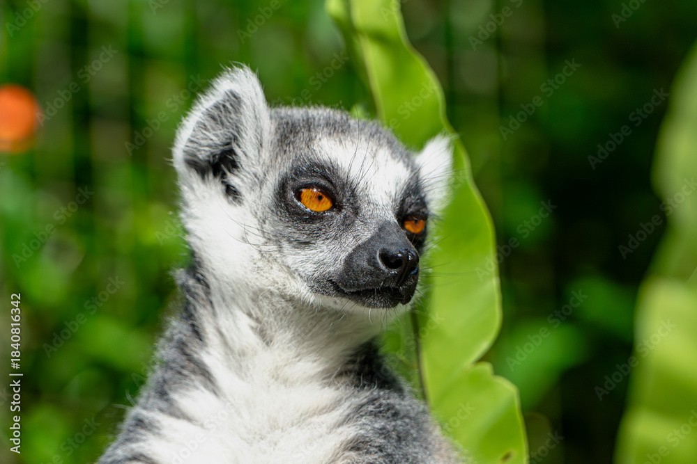 Fototapeta premium Lemur Portrait: Curious Gaze in Lush Greenery