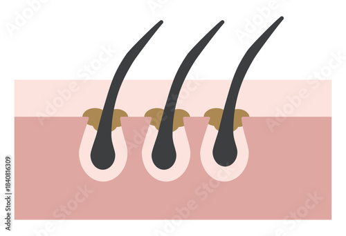Hair Follicle and Pore Cross-Section Illustration Showing Skin Structure