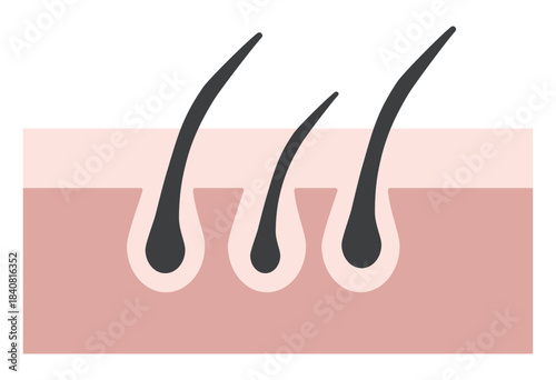 Hair Follicle and Pore Cross-Section Illustration Showing Skin Structure