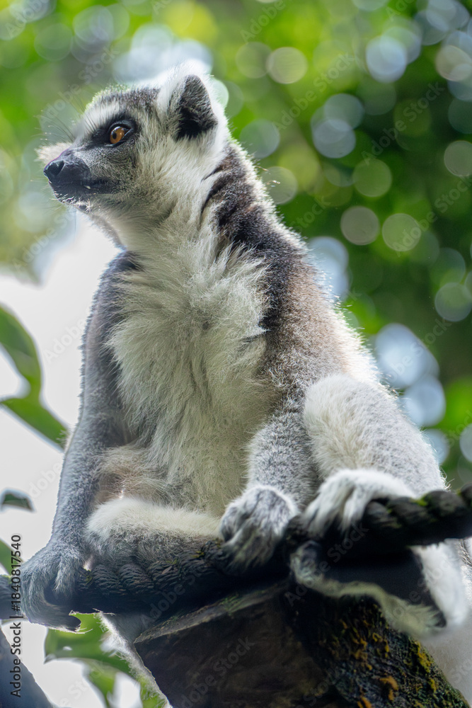 Fototapeta premium Ring-tailed Lemur Resting on Branch, Wildlife Portrait