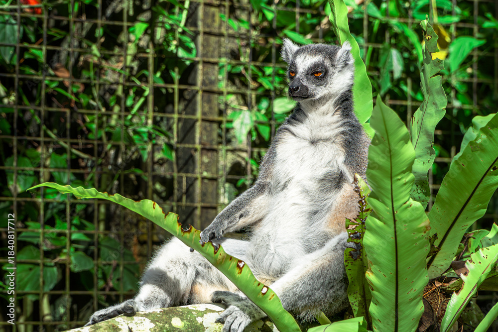 Fototapeta premium Ring-tailed Lemur Resting on Branch in Lush Tropical Environment
