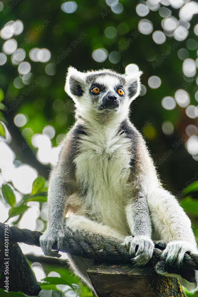 Fototapeta premium Ring-tailed Lemur Sitting on Branch, Looking Up