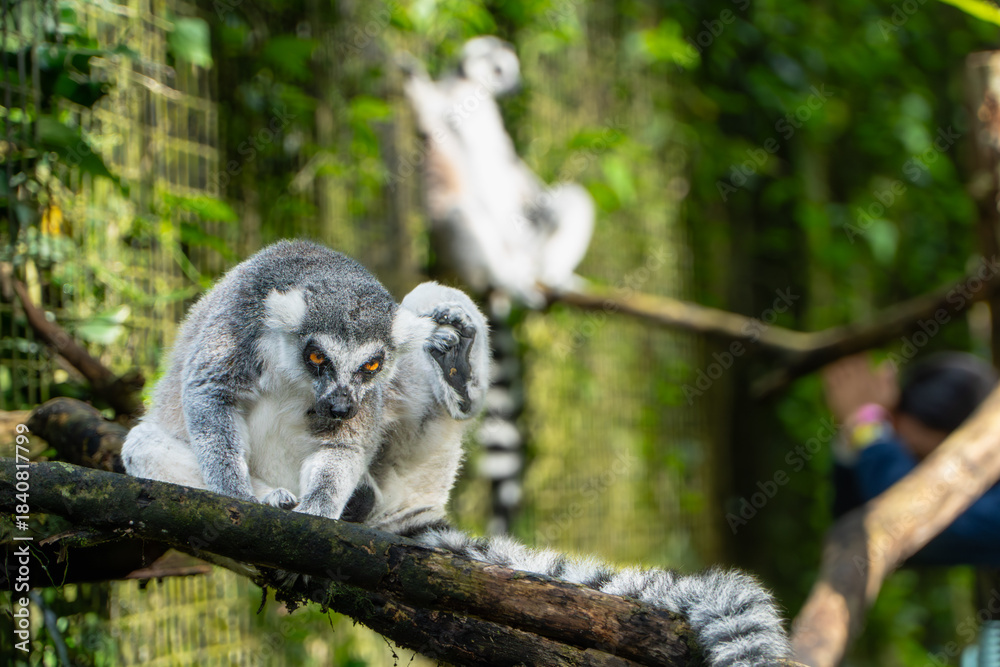 Fototapeta premium Ring-tailed Lemurs Resting on Branch in Lush Habitat