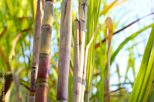 Sugarcane stalks growing in the field.