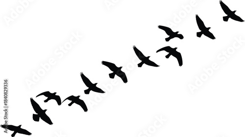 Silhouette of flying birds in diagonal motion, migratory flock of wild birds on white background, wildlife freedom concept, nature flight vector illustration