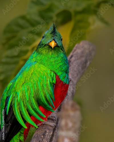 Photos Colorful bird perched on branch