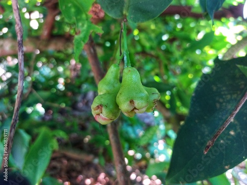 Young green wax apple fruits (syzygium aqueum) hanging on tree branch