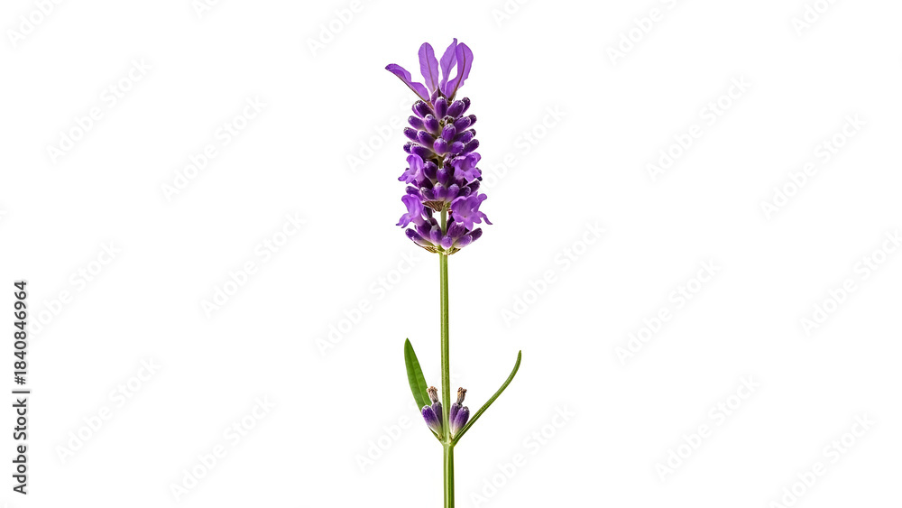 Naklejka premium A Single Stem Lavender Flower with Leaves on a White Background