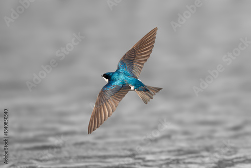 Tableau sur toile A flying tree swallow bird over the water