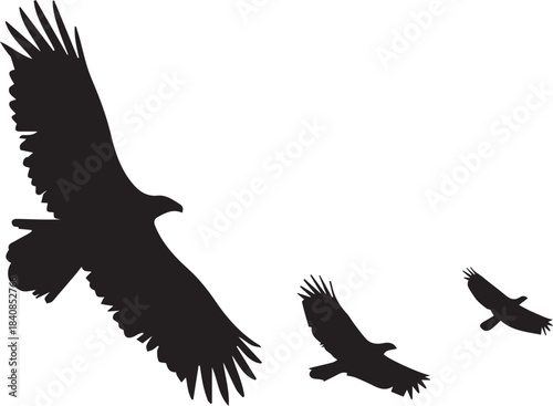 eagle vector illustration