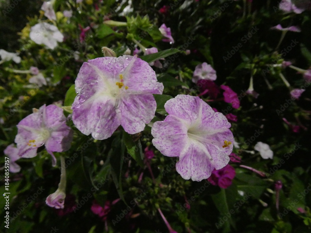 Obraz premium 薄紫のオシロイバナの花