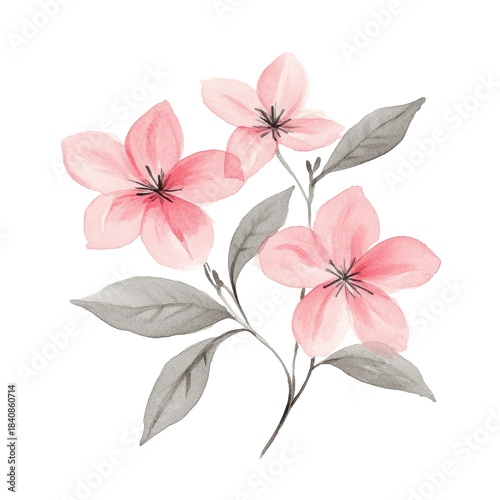 Soft pink flowers bloom with gray leaves. Isolated, elegant