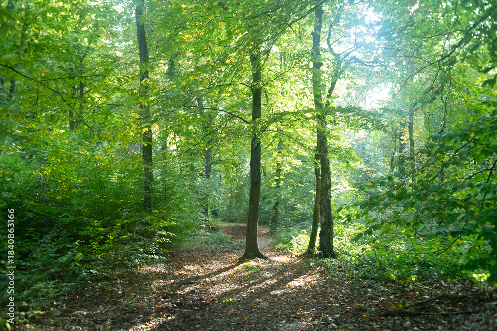 Fototapeta premium sun rays shining trough the tree's in a autumn forest with grass, bushes and leaves