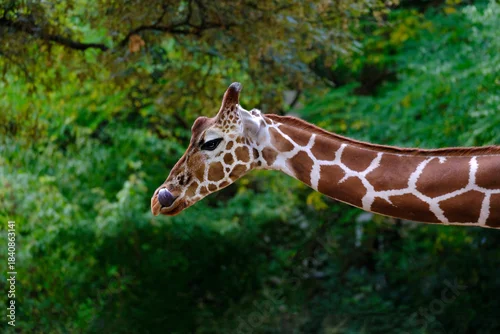 Fototapeta close-up of giraffe animal with long neck, Giraffa camelopardalis, brown spots on shiny skin, artiodactyl mammal from giraffidae family, beautiful natural green background of African savanna trees