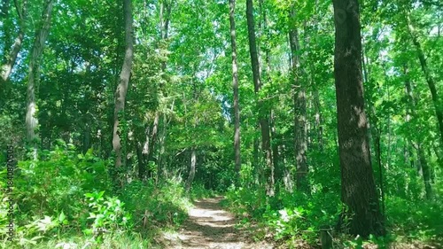 緑の森　歩道