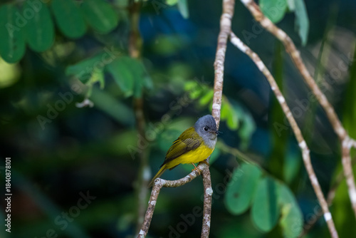 Grey-headed Canary-flycatcher The head has a short, erect crest. The head and chest are grey, contrasting with the upper body and yellowish-green tail. The rump and lower body are yellow.
