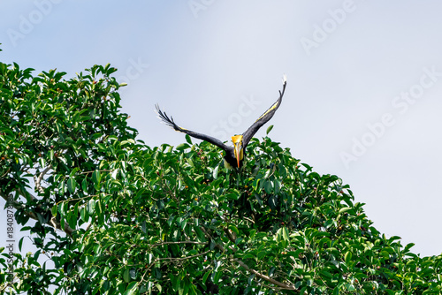 The bill and large hump are yellow. The face is black. The throat is white or yellowish-white. The body is black. The wings are black with a wide yellow stripe running down the middle of the wings.
