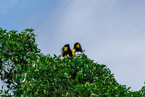 The bill and large hump are yellow. The face is black. The throat is white or yellowish-white. The body is black. The wings are black with a wide yellow stripe running down the middle of the wings.