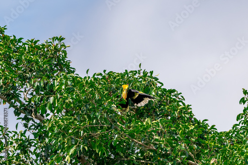 The bill and large hump are yellow. The face is black. The throat is white or yellowish-white. The body is black. The wings are black with a wide yellow stripe running down the middle of the wings.