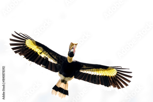 The bill and large hump are yellow. The face is black. The throat is white or yellowish-white. The body is black. The wings are black with a wide yellow stripe running down the middle of the wings.